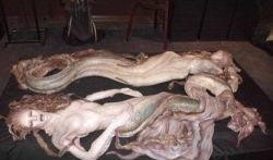 美人鱼完整版在线观看,梦幻海洋的绝美邂逅